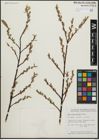Foto von Salix arbusculoides Andersson
